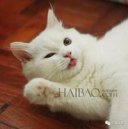 略略略一只超爱吐舌头的猫,表情比人还多