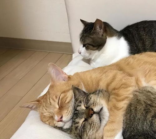 两只猫抱一起表情包公猫
