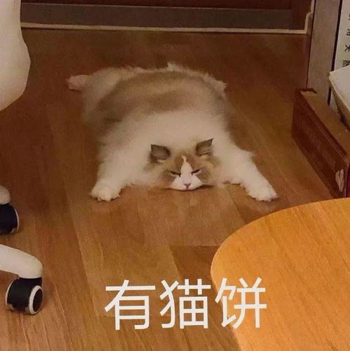 有猫饼