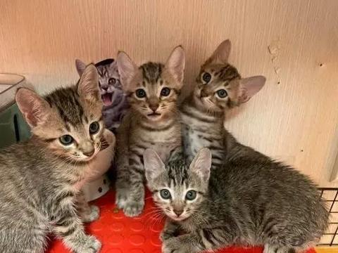 两只猫抱一起表情包母猫