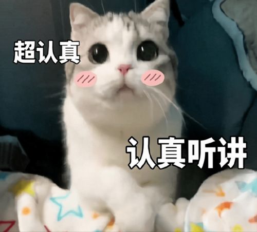 7种常见宠物猫的价格,你买贵了吗