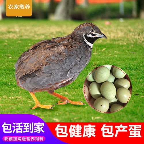 蓝胸鹌鹑迷你活苗观赏鸡活物下蛋鸟种蛋桂花雀活体芦丁鸡室内宠物