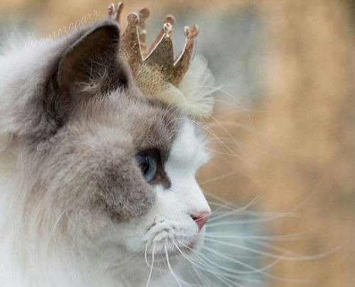 猫咪被当公主养是个不折不扣的模特拥有近9万名粉丝