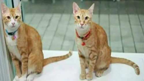 网友抱回两只橘猫,养了一年后,他一脸懵的说道我养的到底是啥