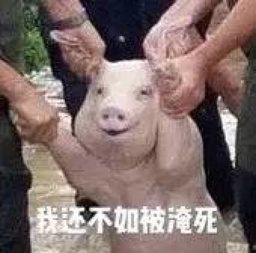 那只攻陷朋友圈的网红微笑猪,已经火到国外了