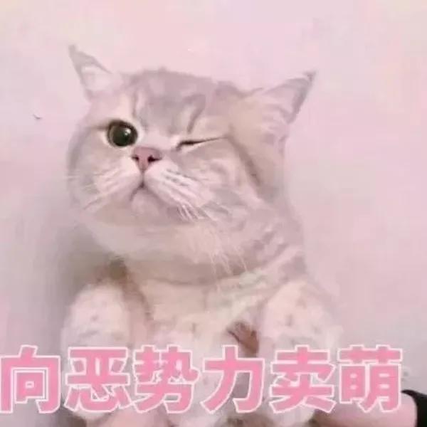 直男专属认错表情包,得罪自家小祖宗的快快收藏吧