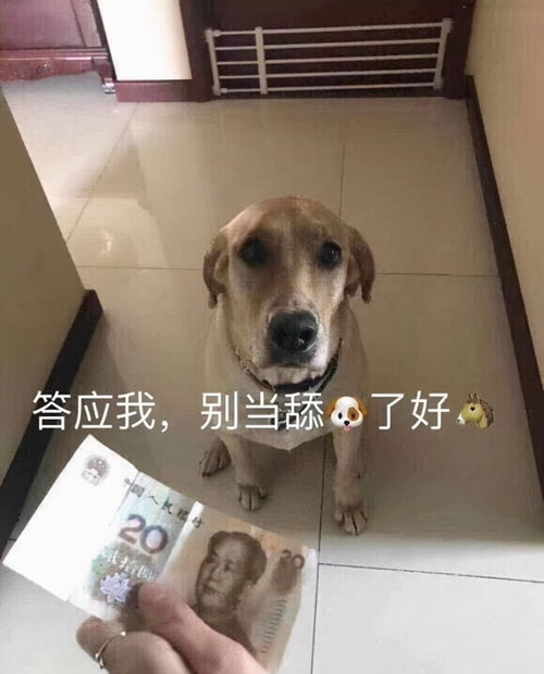 一句舔狗,他赔了3000块
