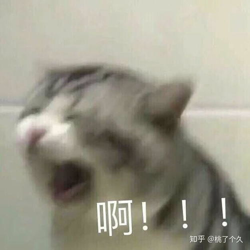 适合撩汉的可爱猫猫狗狗表情包速来收藏