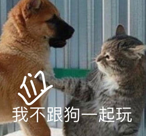 发红包表情包动态头像沙雕