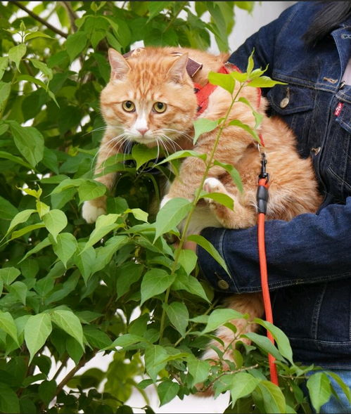 橘猫蛋糕下楼遛弯历险记