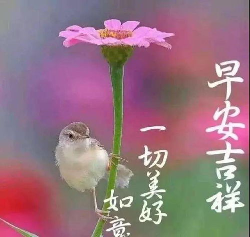早上好表情包早上好问候语早上好图片大全