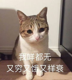 md表情包同性恋