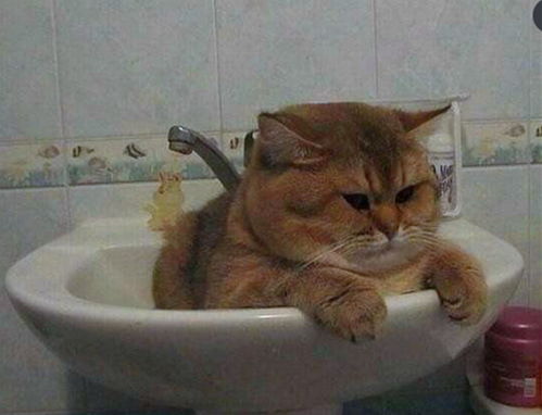 猫咪嫌洗脸盆小不够洗澡,露出一脸委屈表情,主人一旁都笑喷了