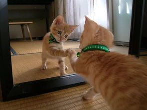 资本何以逐猫猫文化发展现状剖析