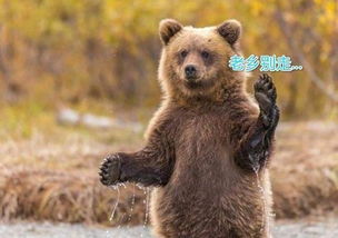 etf回炉重审喊话老乡别走,震荡格局下ebit认为低吸为主,追势为辅