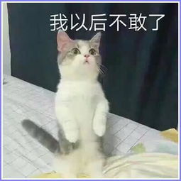 不会表白表情包帮你见到你之后,人家的小鹿就得了脑震荡