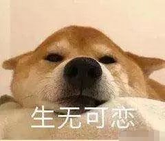 我怎么这么能干表情包狗群