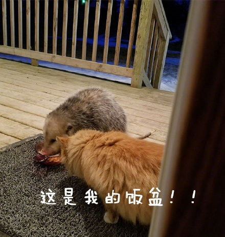 搞笑gif你爸和你妈在那个不羞不噪的年代是怎么好上的这狗粮