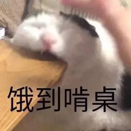日常撸猫表情包第一期
