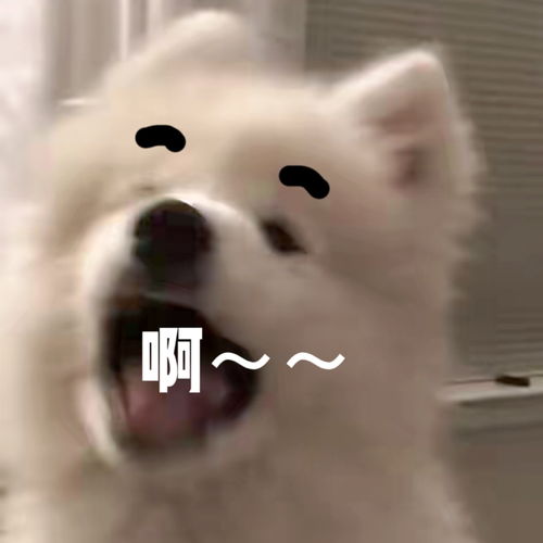 视频里常用的表情包分享