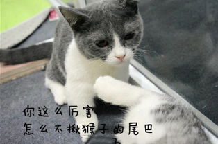王者荣耀搞笑猫咪表情包扶我起来我还能团