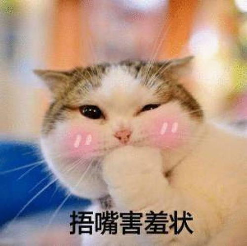 表情包系统提示,吸猫人士还有5秒到达斗图现场