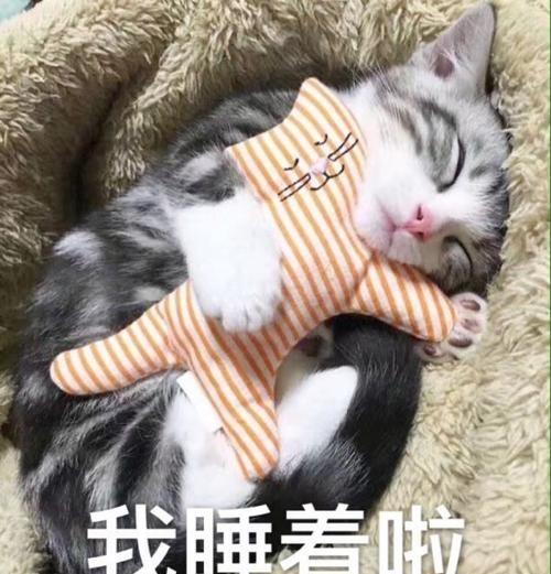 辟谣猫咪喜欢睡觉才不是因为懒,大多数时间也没有真睡着