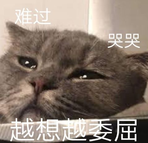 妹子绑架小区猫老大的儿子,结果被对方找上门网友看它这面相你药丸
