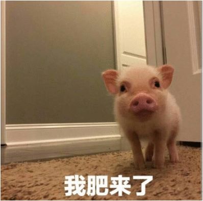 笑出猪叫2019猪年限定简直丑到我哈哈哈哈哈哈哈哈哈哈哈......