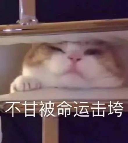 高糊表情包又更新了
