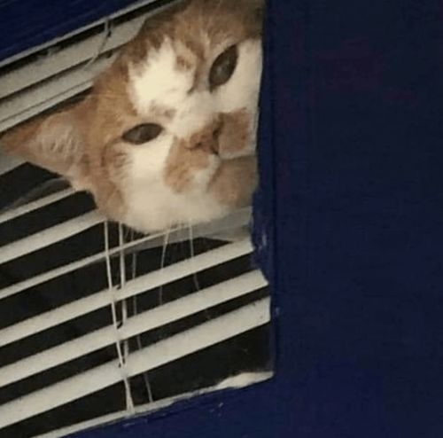 在门外刷漆却被猫误会没带它出去玩,然后露出这种表情,笑屎