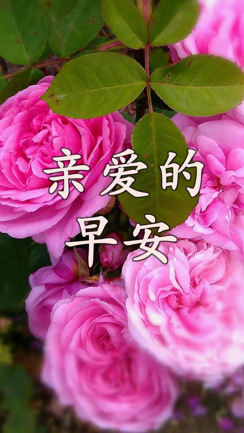 特别暖心漂亮的早上好祝福语动态图,最美清晨问候语动态表情温馨带字图片