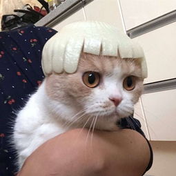 表情包可爱图片简单猫咪