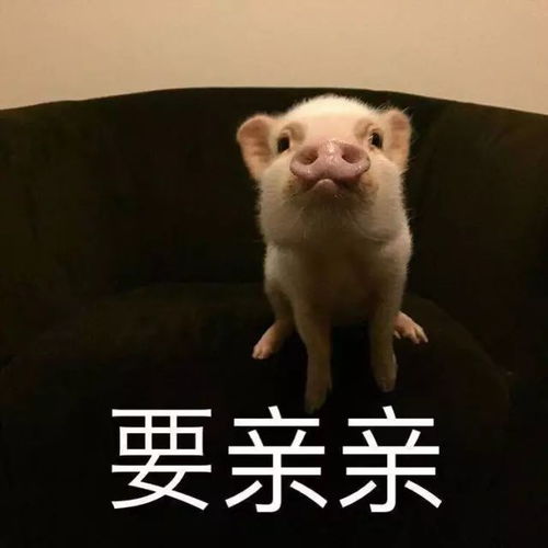 可爱猪表情搜狐搞笑搜狐网