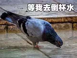 塑料友情经得起鸽子的考验不