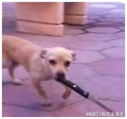 表情生气表情包