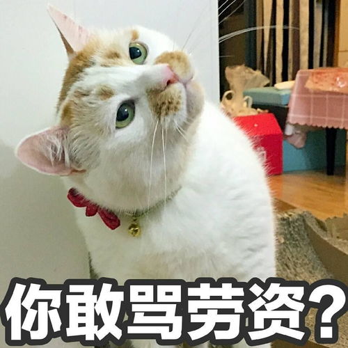 网红猫表情包500张图