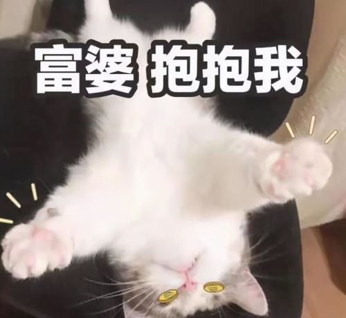 最常见的四种养猫人,多希望自己是最后一种