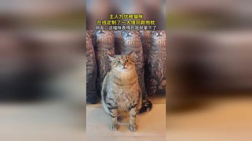 主人为优雅猫咪,在线定制了一大堆同款抱枕,网友这喵咪表情包我就拿下了