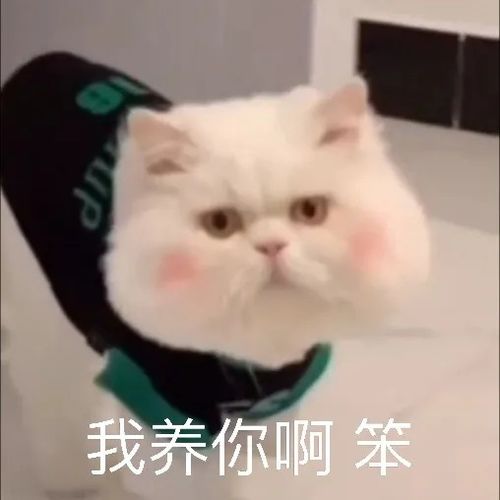 聊天必用的可爱表情包