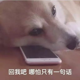 狗狗为啥总是钟情于主人的拖鞋