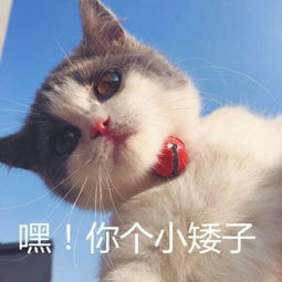 超小表情包 小型猫咪