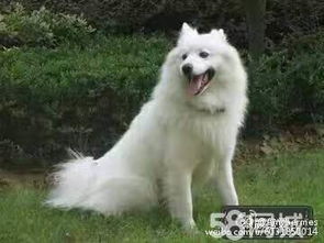 自养纯种狼版萨摩耶