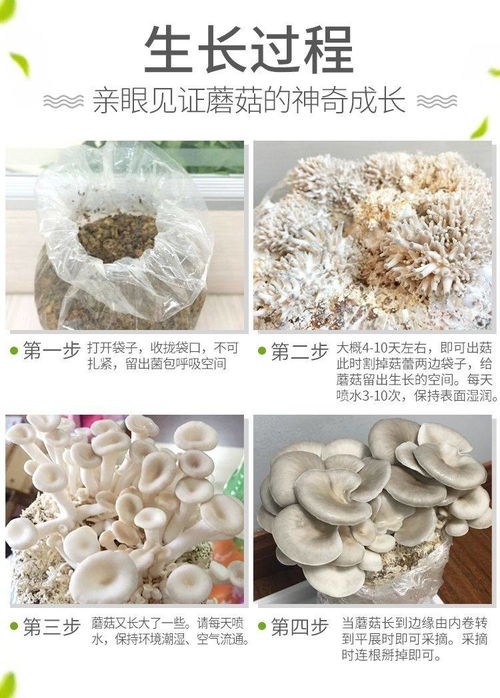 家庭蘑菇菌包食用菌室内蘑菇种植菌棒姬菇菌种菌菇包