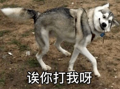 又是被沙雕表情包笑到的一天