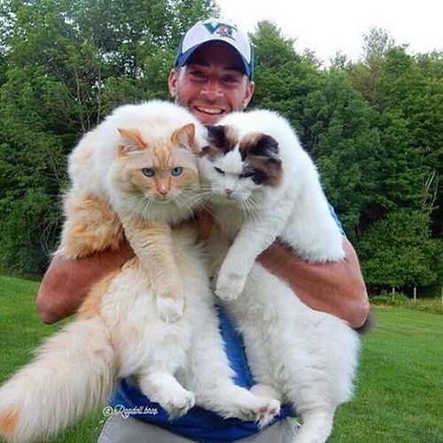 在这些巨猫面前,橘猫什么的都是瘦子