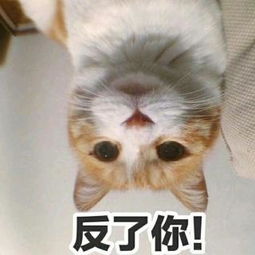 猫咪叫起床表情包