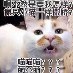 表情包真让人摸不着头脑