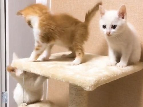 小橘猫找到新欢竟对老朋友下此狠手,白猫我还是退出吧