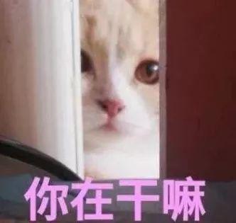 英子表情包100张各种场景都适用的表情包动图,让你无法拒绝聊天超有用